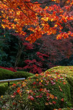 Kyoto, Japonya - 27 Kasım 2017: Sonbahar yeşillik mevsiminde güzel Shisendo tapınağı kum parkı turistlerin fotoğraf çekebileceği en sevdikleri yerdir..