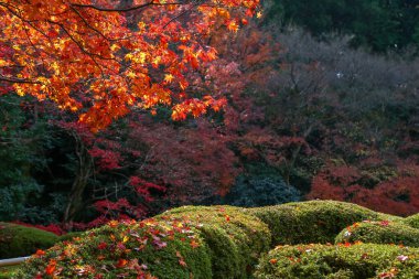 Kyoto, Japonya - 27 Kasım 2017: Sonbahar yeşillik mevsiminde güzel Shisendo tapınağı kum parkı turistlerin fotoğraf çekebileceği en sevdikleri yerdir..