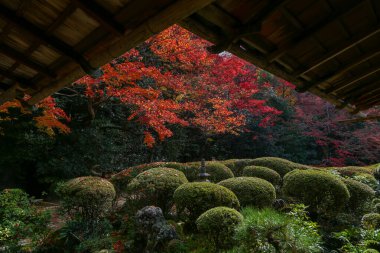 Kyoto, Japonya - 27 Kasım 2017: Sonbahar yeşillik mevsiminde güzel Shisendo tapınağı kum parkı turistlerin fotoğraf çekebileceği en sevdikleri yerdir..