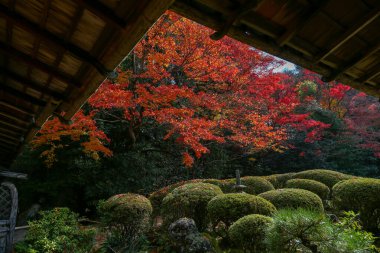 Kyoto, Japonya - 27 Kasım 2017: Sonbahar yeşillik mevsiminde güzel Shisendo tapınağı kum parkı turistlerin fotoğraf çekebileceği en sevdikleri yerdir..