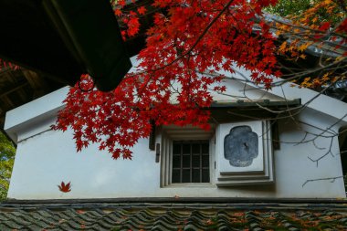 Kyoto, Japonya - 27 Kasım 2017: Sonbahar yeşillik mevsiminde güzel Shisendo tapınağı kum parkı turistlerin fotoğraf çekebileceği en sevdikleri yerdir..