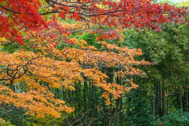 Kyoto, Japonya - 27 Kasım 2017: Sonbahar yeşillik mevsiminde güzel Shisendo tapınağı kum parkı turistlerin fotoğraf çekebileceği en sevdikleri yerdir..