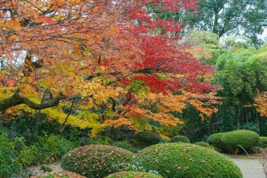 Kyoto, Japonya - 27 Kasım 2017: Sonbahar yeşillik mevsiminde güzel Shisendo tapınağı kum parkı turistlerin fotoğraf çekebileceği en sevdikleri yerdir..