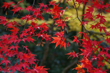 Kyoto, Japonya - 27 Kasım 2017: Sonbahar yeşillik mevsiminde güzel Shisendo tapınağı kum parkı turistlerin fotoğraf çekebileceği en sevdikleri yerdir..