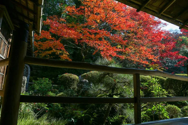 Kyoto, Japonya - 27 Kasım 2017: Sonbahar yeşillik mevsiminde güzel Shisendo tapınağı kum parkı turistlerin fotoğraf çekebileceği en sevdikleri yerdir..