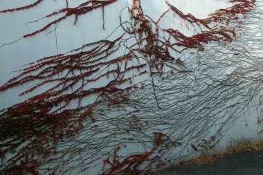 Kojima Japonya - 25 Kasım 2017: Kojima Jeans Caddesi kaliteli kot satan bir yer. Kot pantolonlarıyla ünlüdür. Turistler buradan kot pantolon almayı sever..