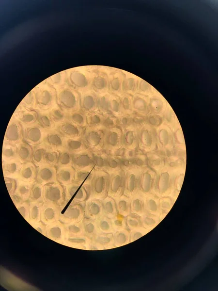 Vérsejtek Sejtek Mitózisának Meiózisának Kifejeződése — Stock Fotó