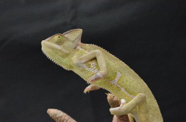 Doğal bitkilerde güzel ve renkli dişi bukalemun.