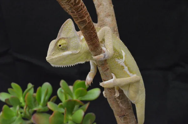 Vackra Och Färgglada Unga Kvinnliga Kameleont Naturliga Växter — Stockfoto