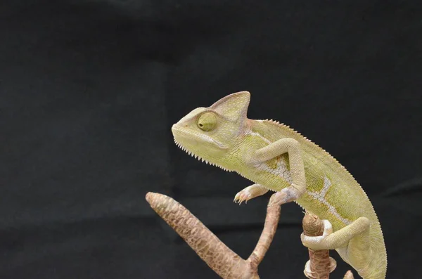 Krásná Barevná Juvenilní Samice Chameleonu Přírodních Rostlinách — Stock fotografie