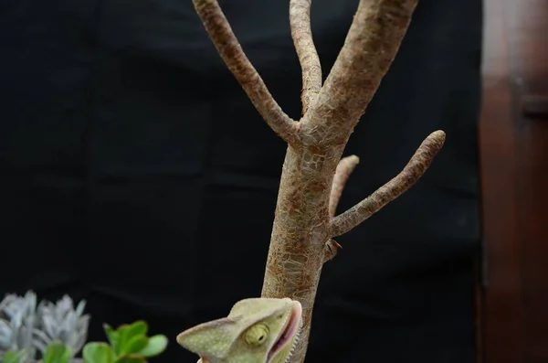 Красивый Красочный Молодой Хамелеон Женского Пола Естественных Растениях — стоковое фото