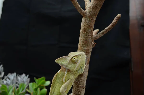 Piękny Kolorowy Młodociany Kameleon Naturalnych Roślinach — Zdjęcie stockowe