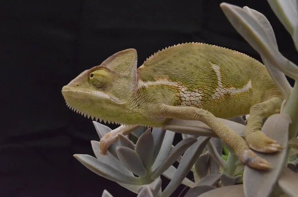 Schönes Und Farbenfrohes Weibliches Chamäleon Natürlichen Pflanzen — Stockfoto