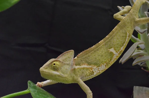Piękny Kolorowy Młodociany Kameleon Naturalnych Roślinach — Zdjęcie stockowe