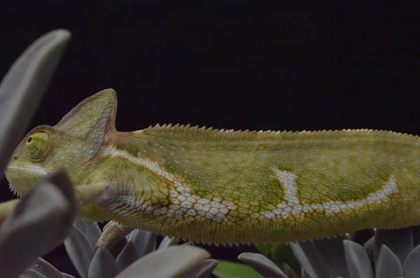 Beautiful Colorful Juvenile Female Chameleon Natural Plants — Stock Photo, Image
