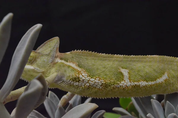 Schönes Und Farbenfrohes Weibliches Chamäleon Natürlichen Pflanzen — Stockfoto