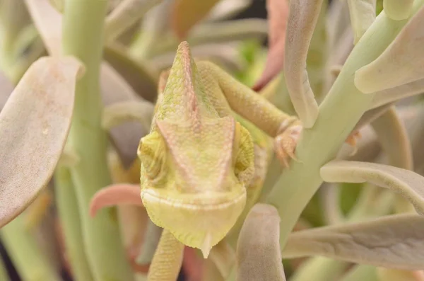 Vackra Och Färgglada Unga Kvinnliga Kameleont Naturliga Växter — Stockfoto