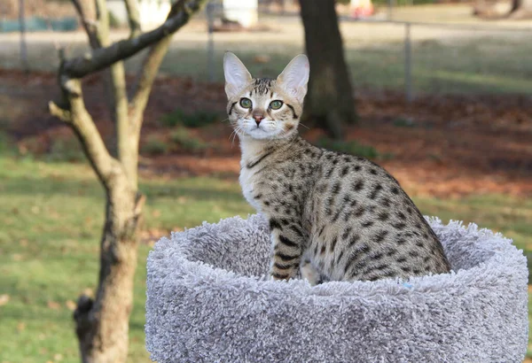 Savannah Cat Beautiful Spotted Striped Gold Colored Serval Savannah Kitten — Stock Photo, Image