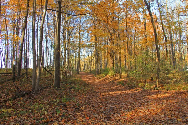 印第安纳公园的一条小径上 秋天的树叶穿过树林 — 图库照片