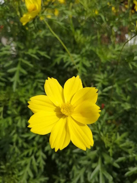 Eine Schöne Gelbe Blume Garten — Stockfoto