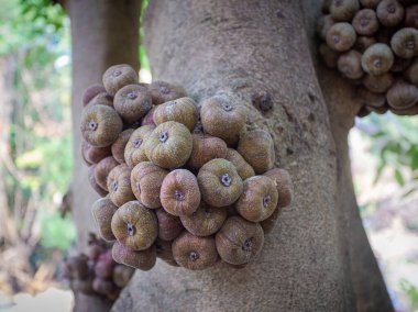 İncir ağacının altındaki fil kulaklı incir. İncir ağacı ya da roxbourgh inciri olarak da bilinir. Asya 'da bulunan ve birçok Asya ülkesinde popüler olan ve taze veya kurumuş tüketilen alışılmadık glabreis meyvesinden oluşan bir küme.