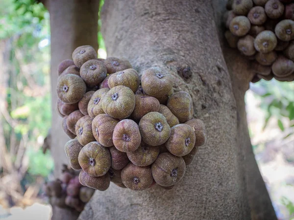 Elephant ear figs under the fig tree also known as ficus auriculata or roxbourgh fig with a cluster of its unusual glabrescent fruit attached to the trunk found in nature in Asia, popular to many Asian countries and consumed fresh or dried