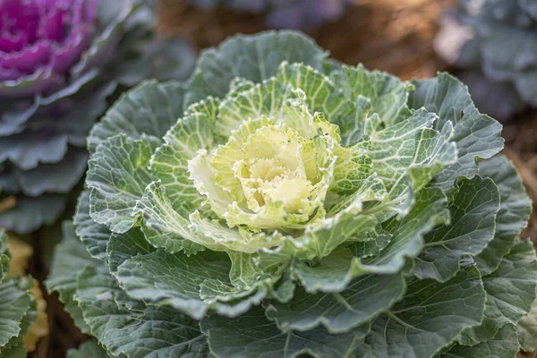 stock image Closeup of a ornamental green cabbage planted on the farm.