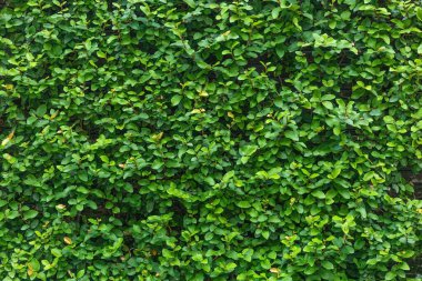 Sanat eserleri ve fon tasarımı için yeşil yapraklı panorama doğa teması ağaçların ve çalıların doğal bir arka planıdır..
