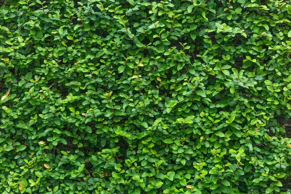 Sanat eserleri ve fon tasarımı için yeşil yapraklı panorama doğa teması ağaçların ve çalıların doğal bir arka planıdır..