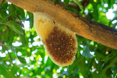 Mango ağacı dalında doğal bal peteği. Bal ve bal yenebilir ve enfeksiyonlarla savaşmak ve kalp sağlığını iyileştirmek gibi sağlık faydalarına sahiptir..