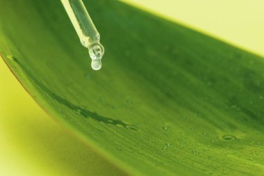 Yeşil bir yapraktan bir damla yağ akıyor, yakın plan. Su şişenin boynuna damlıyor. Yağ cam bir şişeye akar. Uzayı kopyala Bulanık arkaplan, bokeh