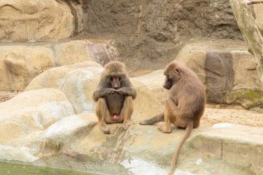 İki maymun, erkek ve dişi. Erkek bir makak, dişi bakarken fındık yer. İki maymun nehir kıyısında oturuyor.