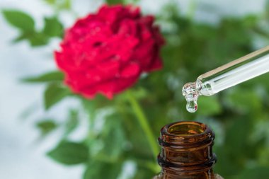 Tıbbi bir pipetten bir damla hammadde akar. Sıvının damladığı kozmetik bir damlatıcı. Mavi bir arka plana atla. Boşluğu kopyala