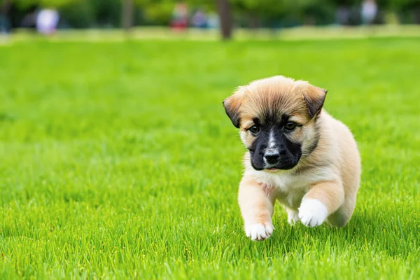 小さな赤ちゃんの犬 子犬のクローズアップ 市内公園で犬を散歩 自然の中で美しい子犬 スペースのコピー — ストック写真