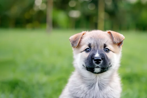Kleiner Babyhund Welpen Aus Nächster Nähe Ausführen Eines Hundes Einem — Stockfoto