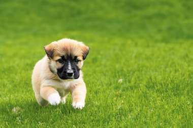 Küçük yavru köpek, yavru köpek yakın plan. Şehir parkında köpek gezdiriyorum. Doğal şartlarda güzel bir köpek yavrusu. Boşluğu kopyala