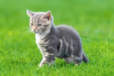 Yeşil çimenlikteki küçük bir kedi yavrusu. Küçük bir kedi yavrusu yeşil bir çimenlikte oturuyor. Boşluğu kopyala, kenar görünüm