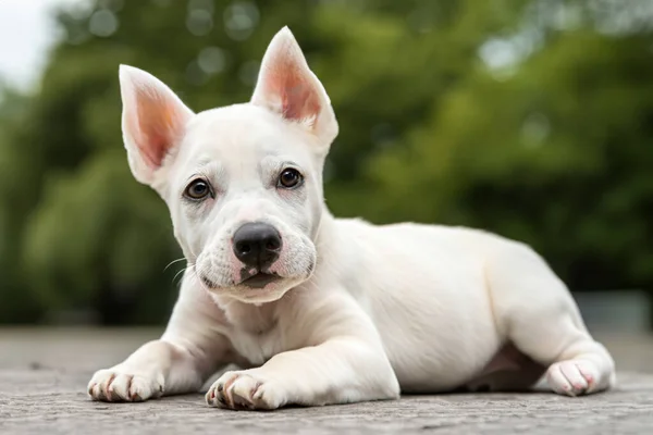 Pequeño Perro Bebé Primer Plano Cachorro Paseando Perro Parque Ciudad —  Fotos de Stock