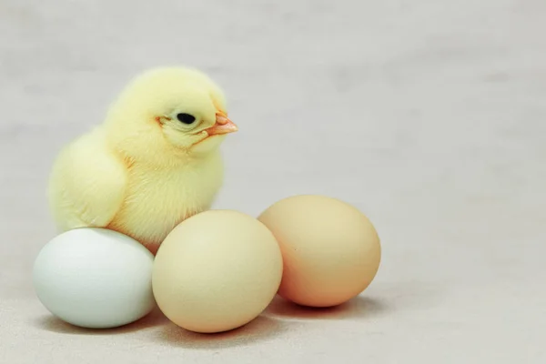 Little Chicken Chicken Eggs View Side Small Newborn Yellow Chick — Stock Photo, Image