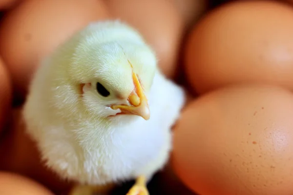 Little chicken and chicken eggs. View from the side. A small newborn yellow chick is standing near an egg. Copy space