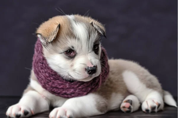 Perro Está Envuelto Una Bufanda Punto Retrato Cerca Lindo Cachorro —  Fotos de Stock