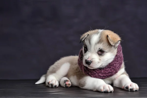 その犬は編んだスカーフで包まれている かわいい子犬 スカーフに包まれた赤ちゃん犬のクローズアップ肖像画 背景に暗い スペースのコピー — ストック写真