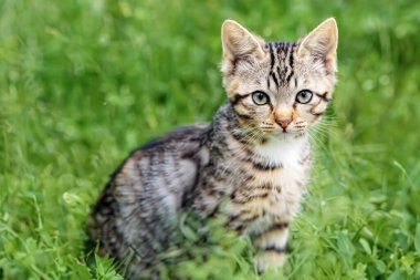 Yeşil çimenlikteki küçük bir kedi yavrusu. Küçük bir kedi yavrusu yeşil bir çimenlikte oturuyor. Boşluğu kopyala, kenar görünüm