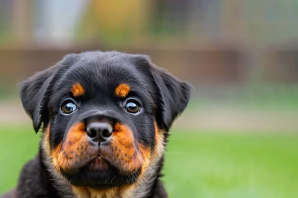 Liten Liten Hund Valp Närbild Att Med Hund Stadspark Vacker — Stockfoto