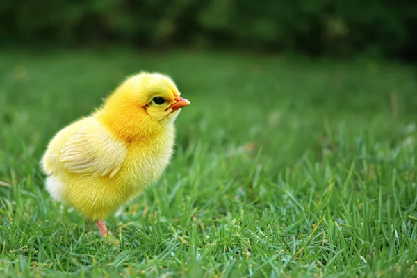 Malé Žluté Kuře Běhá Zelené Trávě Trávě Běhá Malé Kuře — Stock fotografie
