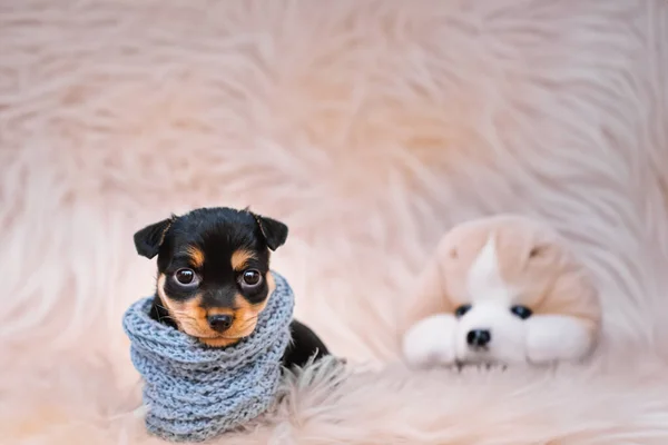 ニットのスカーフに包まれた小さな子犬 犬の小さな子供が暖まってスカーフに隠れています 代々のAi — ストック写真