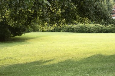 Şehir parkındaki manzara çok güzel. Gerçek manzara, parktaki ağaçlar ve çimenler. Central City Parkı