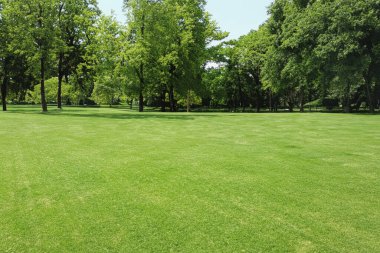 Şehir parkındaki manzara çok güzel. Gerçek manzara, parktaki ağaçlar ve çimenler. Central City Parkı