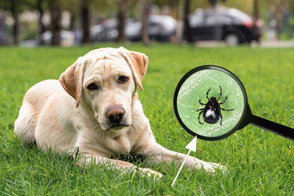 芝生の上の都市公園内の犬 ダニの脅威 虫眼鏡の拡大鏡はダニの脅威を示しています — ストック写真