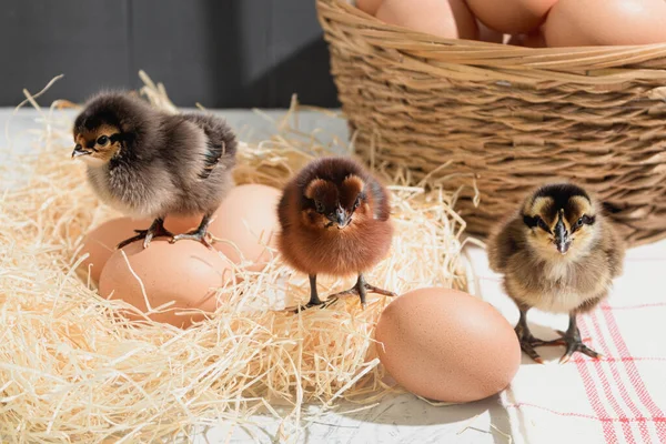 Little Chicks Nest Nest Cute Little Chicks Eggs Copy Space — Stock Photo, Image